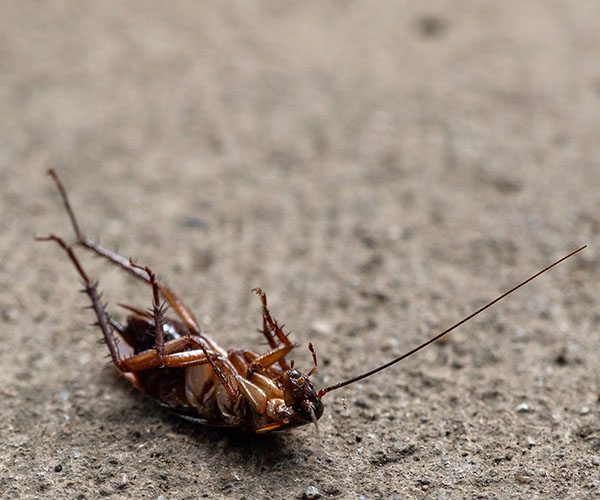 这样灭蟑螂最彻底——防“小强”，从装修开始抓起