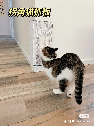 你知道适宠化设计吗？家里有猫狗的进来看装修建议(图2)