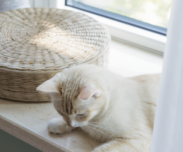 你知道适宠化设计吗？家里有猫狗的进来看装修建议