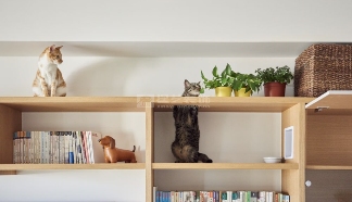 爱猫人士装修攻略：如何打造人猫共处的理想家？(图8)