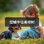 增城中信香樟树
