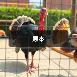 原本（图4）